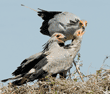 secretary bird about to feed its chicks