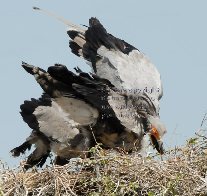 secretary bird regurgitating a rat to give to its chicks