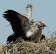 secretary bird watching its chicks, who have a rat in their beaks