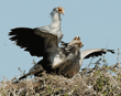 secretary bird watching while its chicks vie for a rat