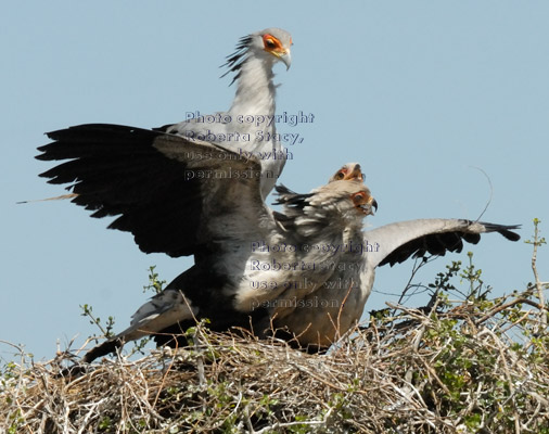 secretary bird watching while its chicks vie for a rat