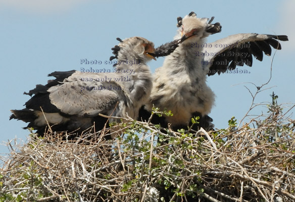 secretary bird chicks playing tug of war with a rat