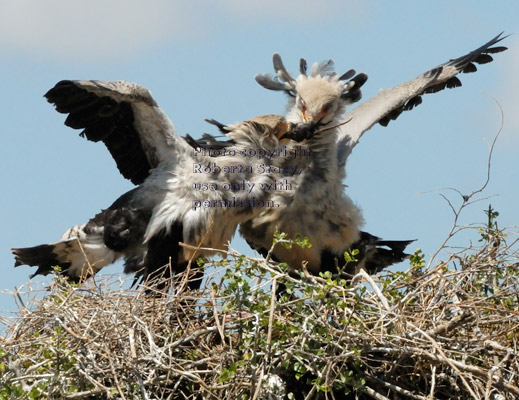 secretary bird chicks fighting over a rat