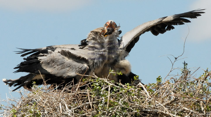 secretary bird chick on the left is winning