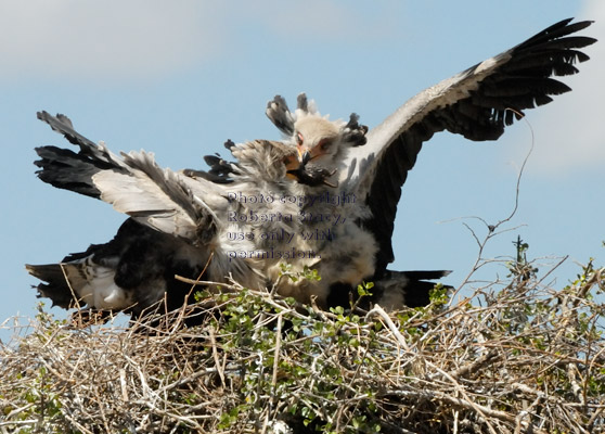 secretary bird chick on the left has the rat