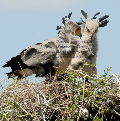 secretary bird chick winner and loser in their nest