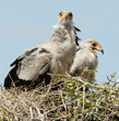 secretary bird chicks in their nest