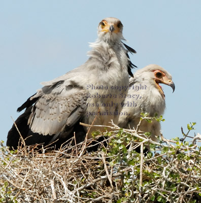 secretary bird chicks in their nest