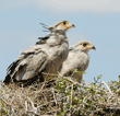 secretary bird chicks in their nest