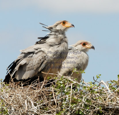 secretary bird chicks in their nest