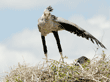 secretary bird chick standing in its nest