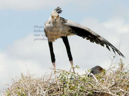 secretary bird chick standing in its nest