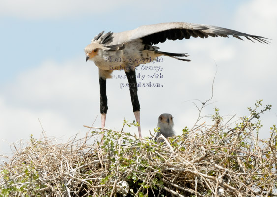 secretary bird chick standing in its nest with wings spread