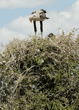 secretary bird chick looking down from treetop nest