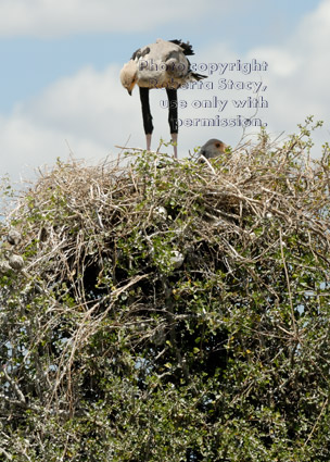 secretary bird chick looking down from treetop nest