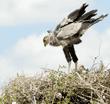 secretary bird chick standing up in treetop nest