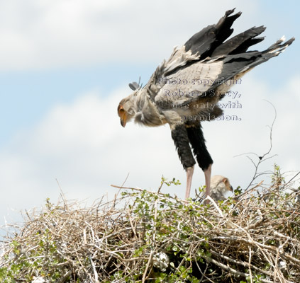 secretary bird chick standing up in treetop nest