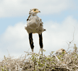 secretary bird chick standing in treetop nest