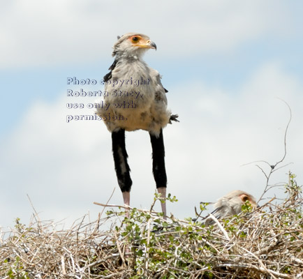 secretary bird chick standing in treetop nest