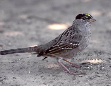 golden-crowned sparrow