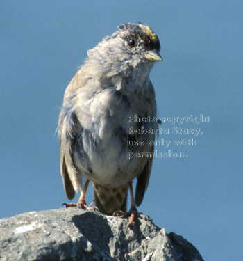 golden-crowned sparrow