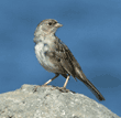 golden-crowned sparrow