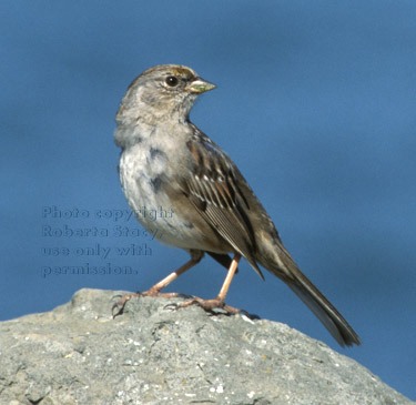  golden-crowned sparrow