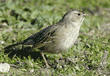 golden-crowned sparrow