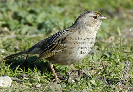 golden-crowned sparrow