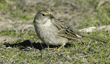 golden-crowned sparrow