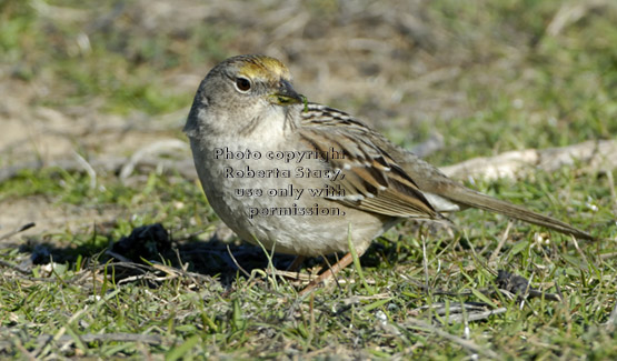 golden-crowned sparrow