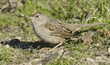 golden-crowned sparrow eating grass