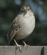 golden-crowned sparrow