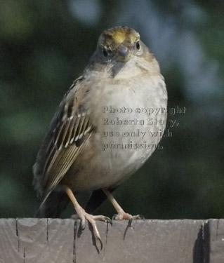 golden-crowned sparrow