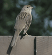 golden-crowned sparrow, rear view