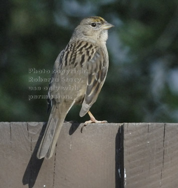 golden-crowned sparrow, rear view