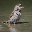 house sparrow