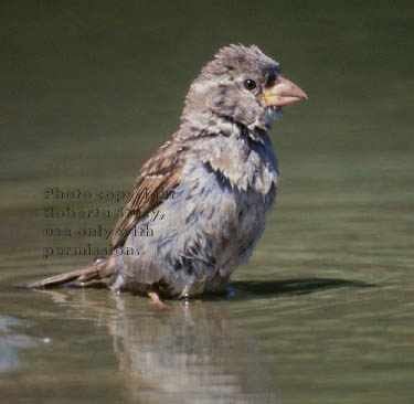 house sparrow