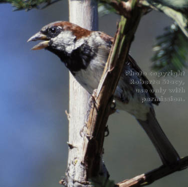 house sparrow