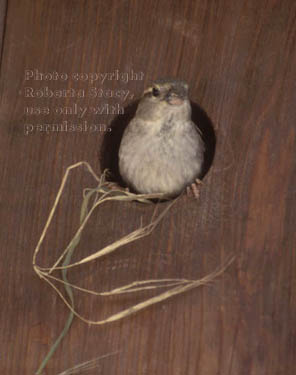 house sparrow, female