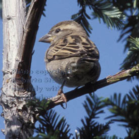 house sparrow, female