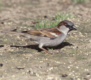 house sparrow