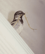house sparrow, male