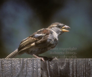 house sparrow