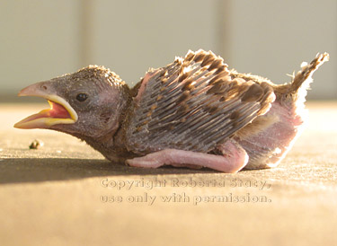 house sparrow chick