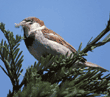 house sparrow with feather