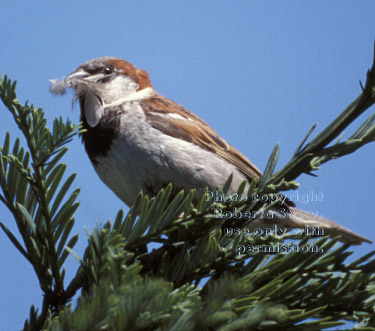 house sparrow with feather