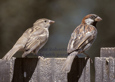 house sparrows