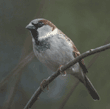 house sparrow