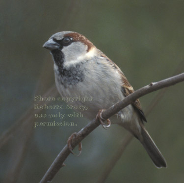 house sparrow